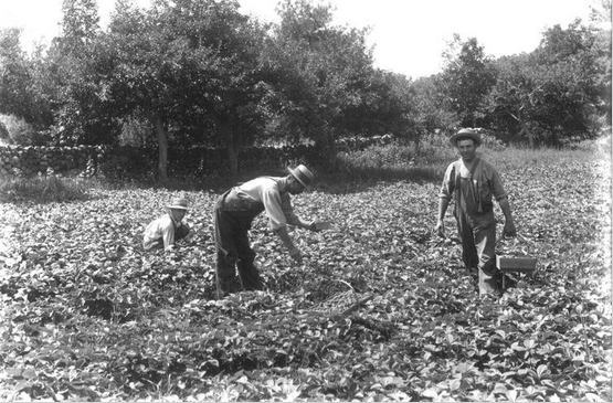 people working in a field
